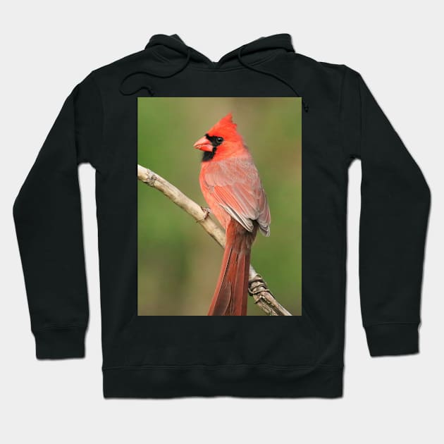 Northern Cardinal Hoodie by BirdsnStuff